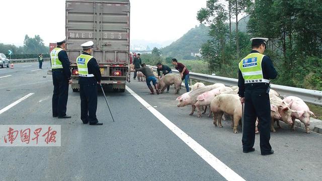 运猪车侧翻"二师兄"大闹高速路 三车避让不及追尾